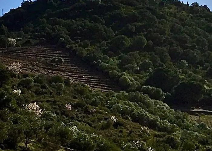 Olive & Kin, Apartamento *